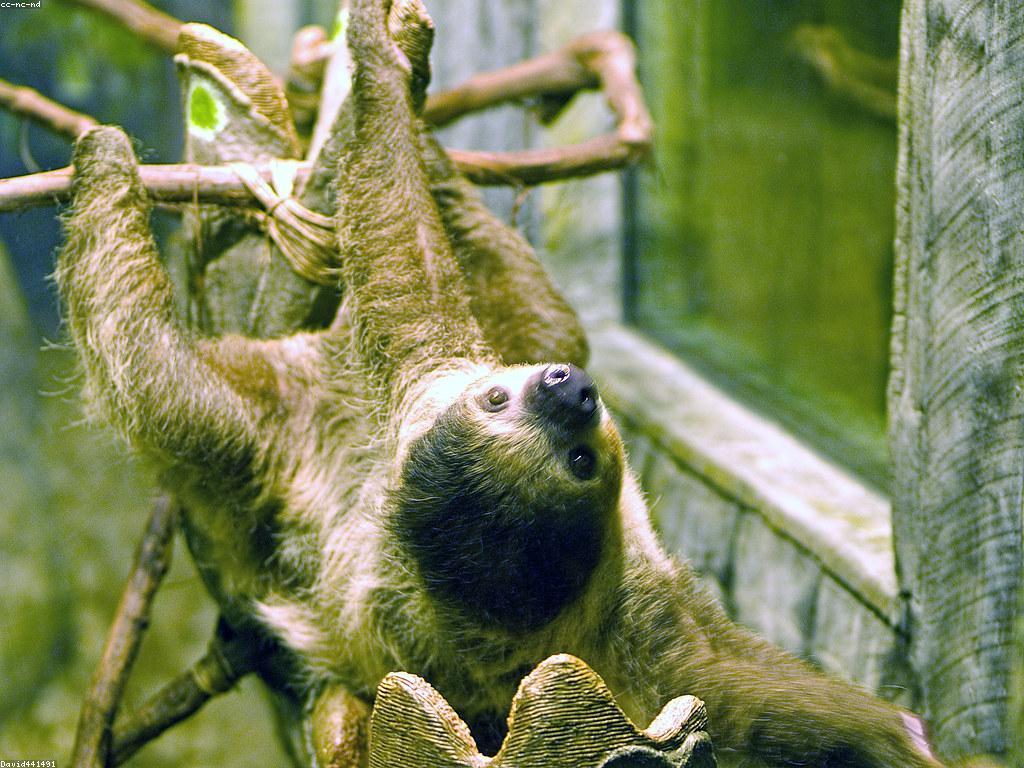 មុខងារ និងលក្ខណៈសំខាន់ៗរបស់ស្លុតហ្វីស