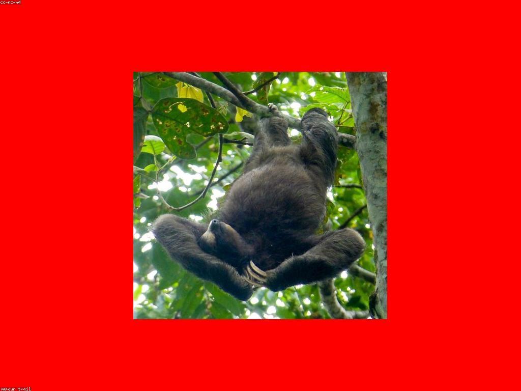 មុខងារ និងលក្ខណៈសំខាន់ៗរបស់ស្លុតហ្វីស